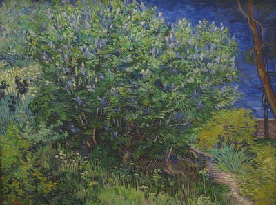 Busch von Vincent van Gogh